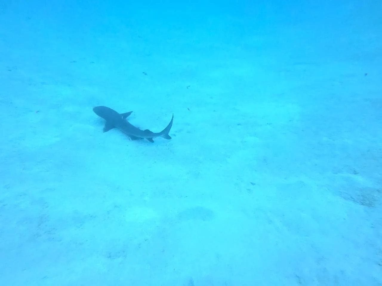 Shark Great Barrier Reef