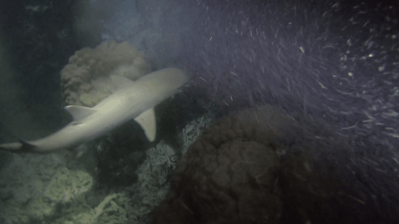 Shark Night Dive Cairns