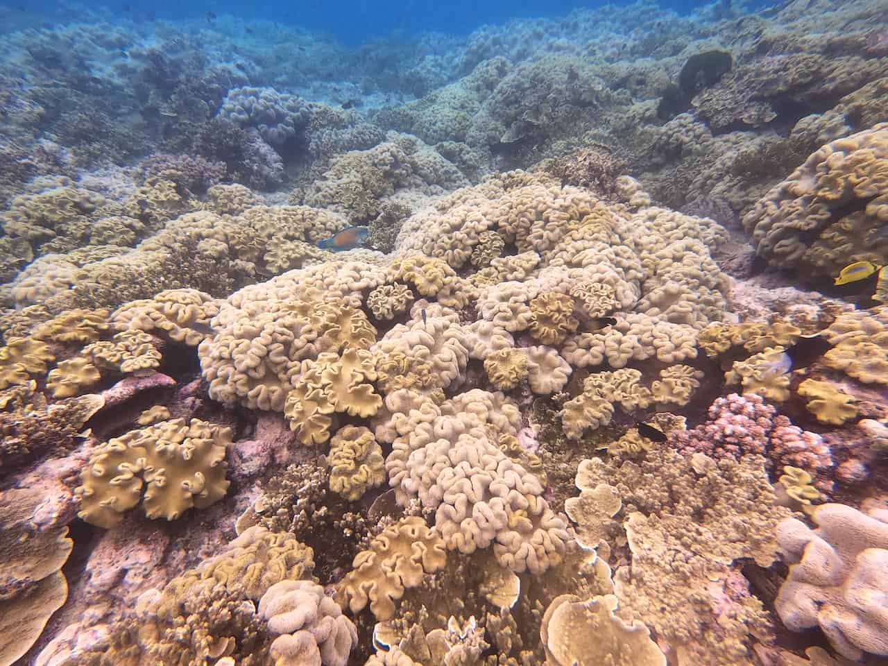 Snorkeling Coral GBR