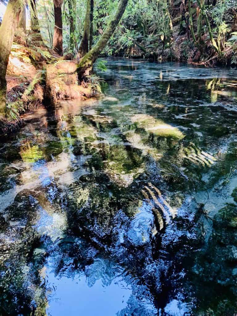 A Complete Guide to the Hamurana Springs Walk of Roturua New Zealand