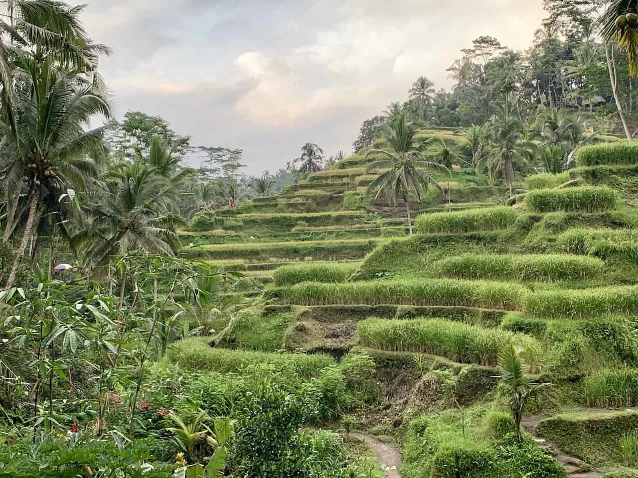 Tegalalang Rice Terraces Ubud