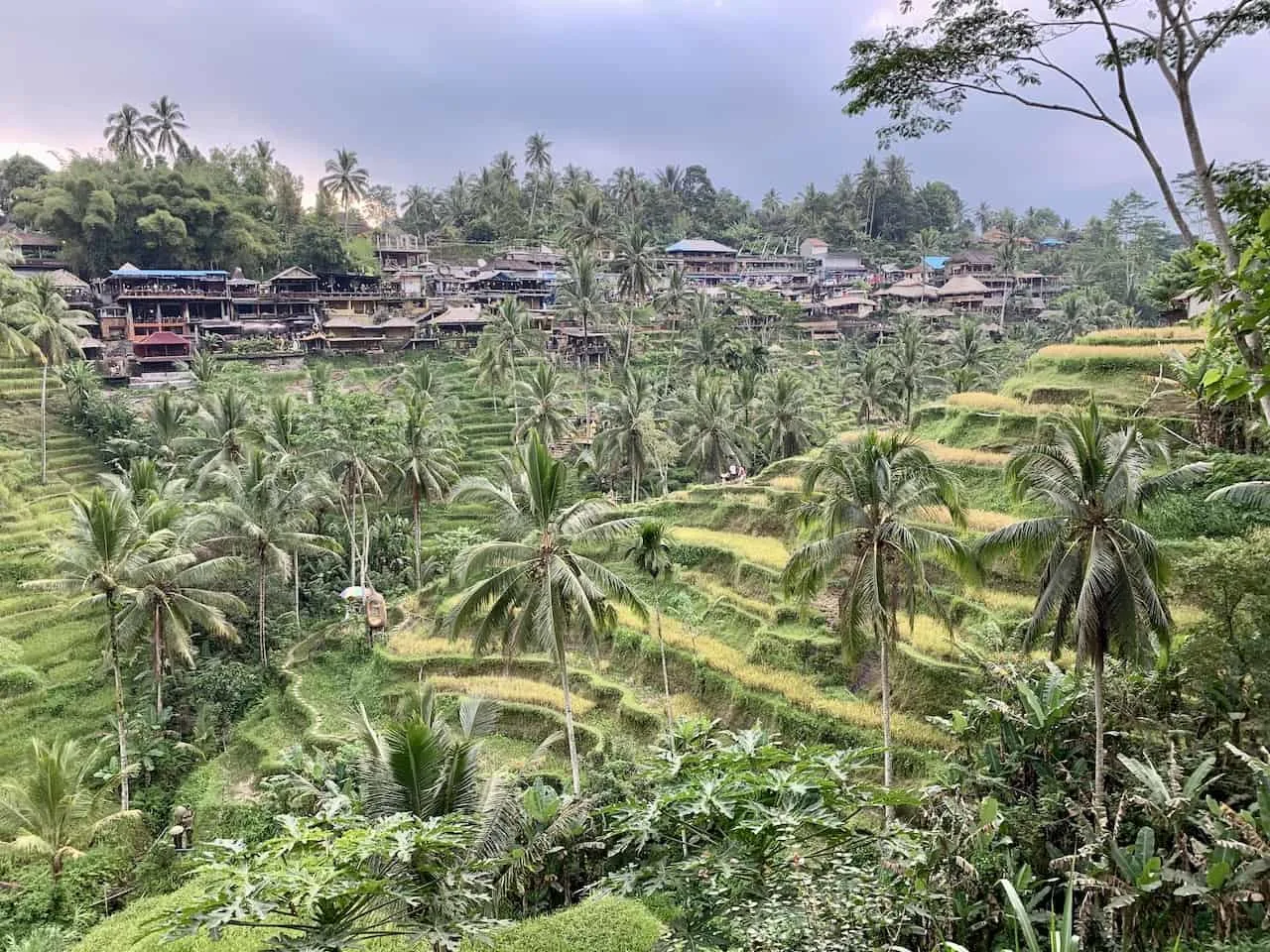 Tegalalang Rice Terraces