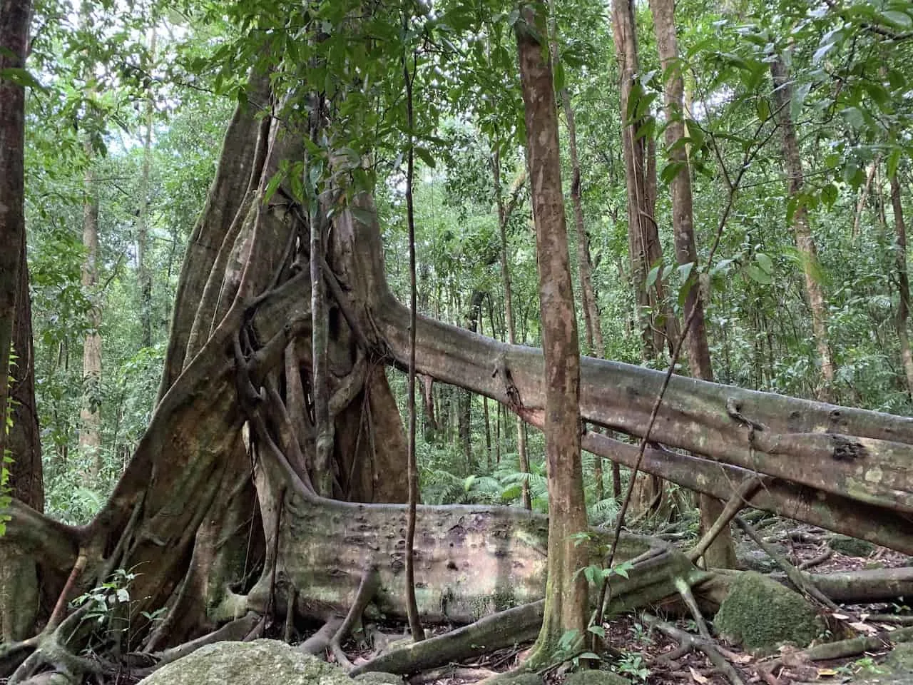 Trees of the Daintree