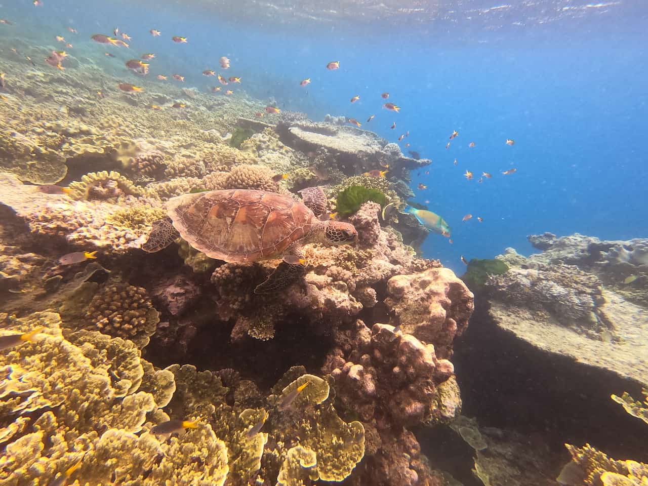 Turtle Great Barrier Reef