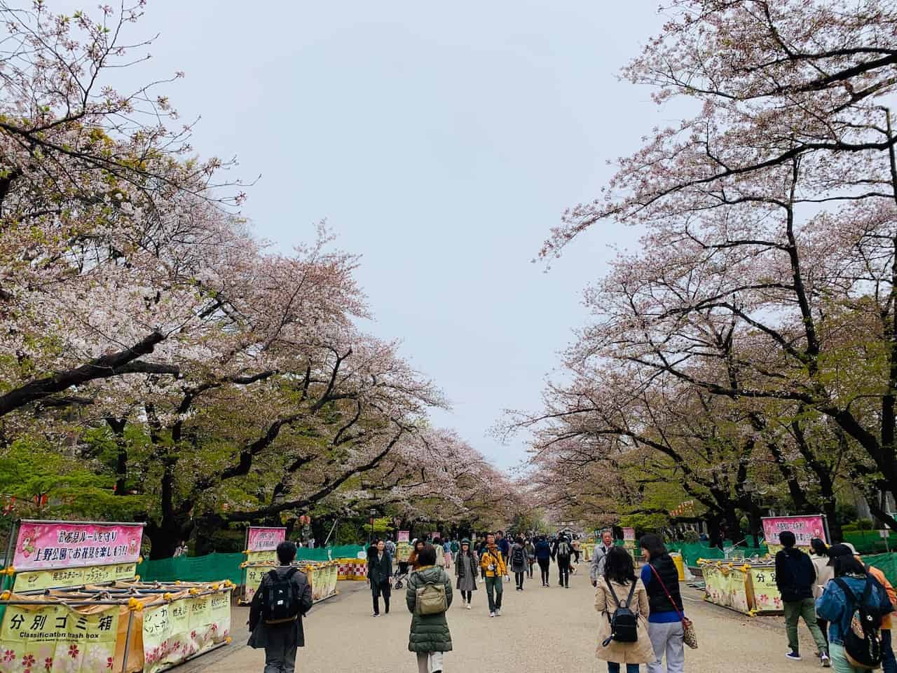 Ueno Park Cherry Blossoms