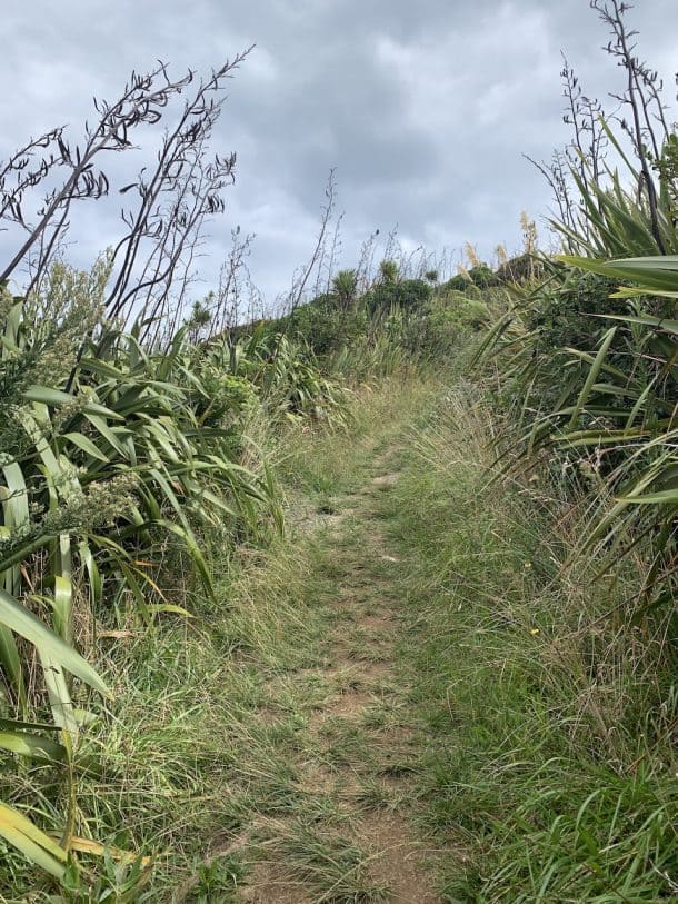 The Mercer Bay Loop Walk of the Waitakere Ranges New Zealand