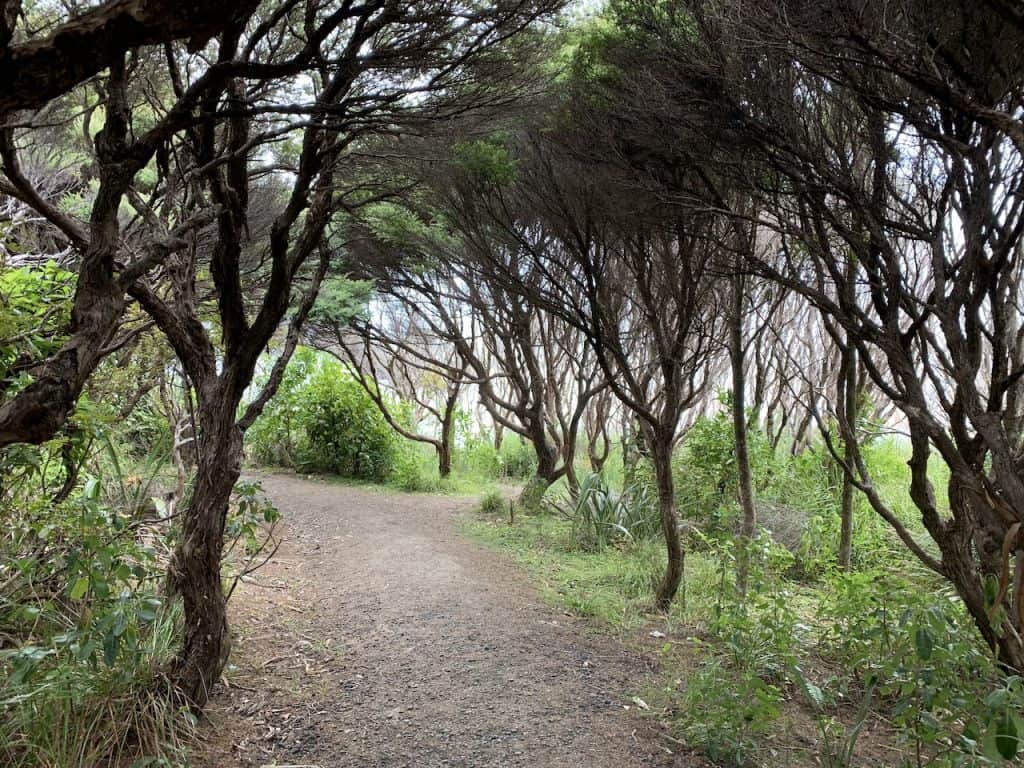 The Mercer Bay Loop Walk of the Waitakere Ranges New Zealand