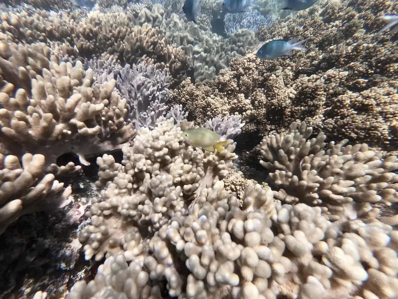 Whitsundays Snorkeling Fish