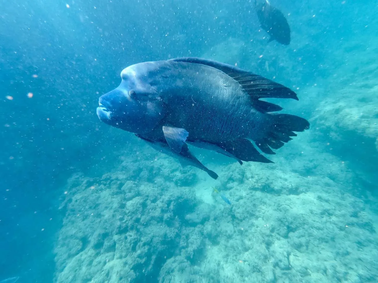 Whitsundays Snorkeling Sea Wrasse