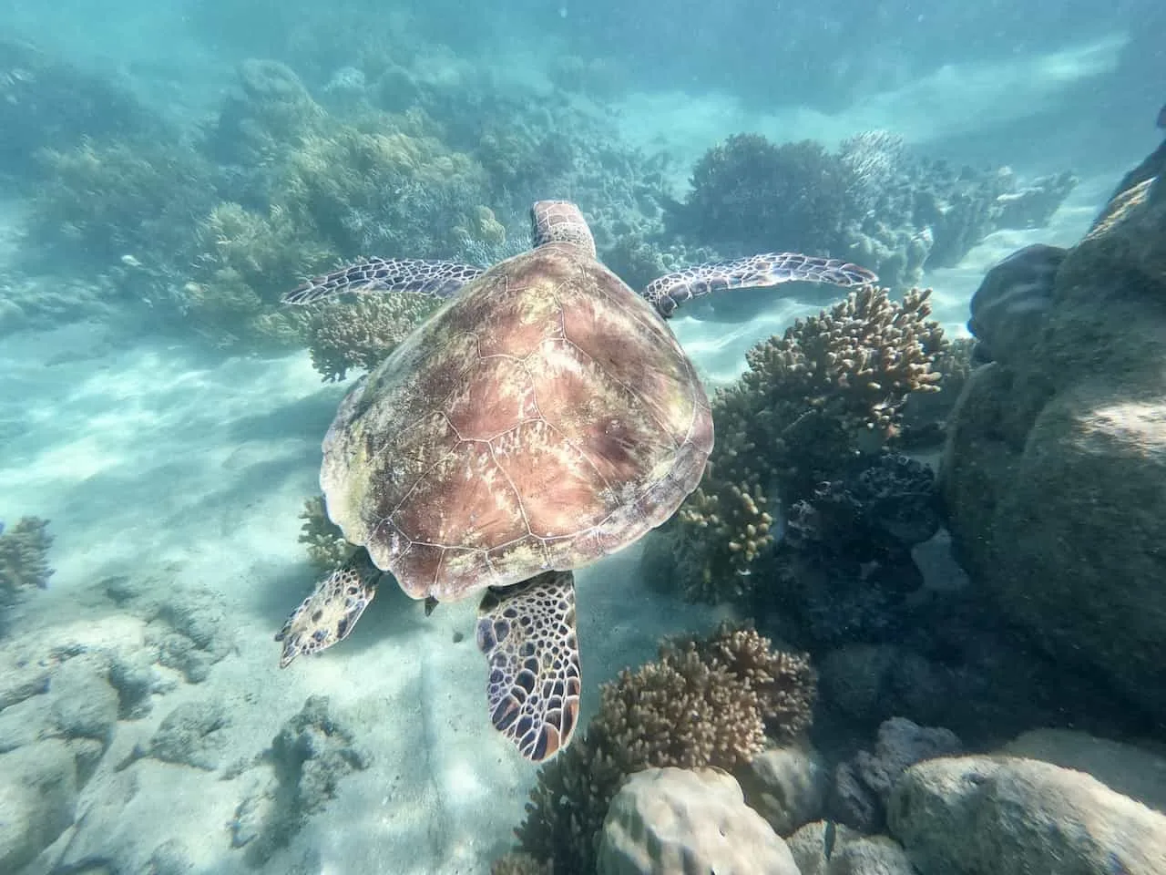 Whitsundays Snorkeling Turtles
