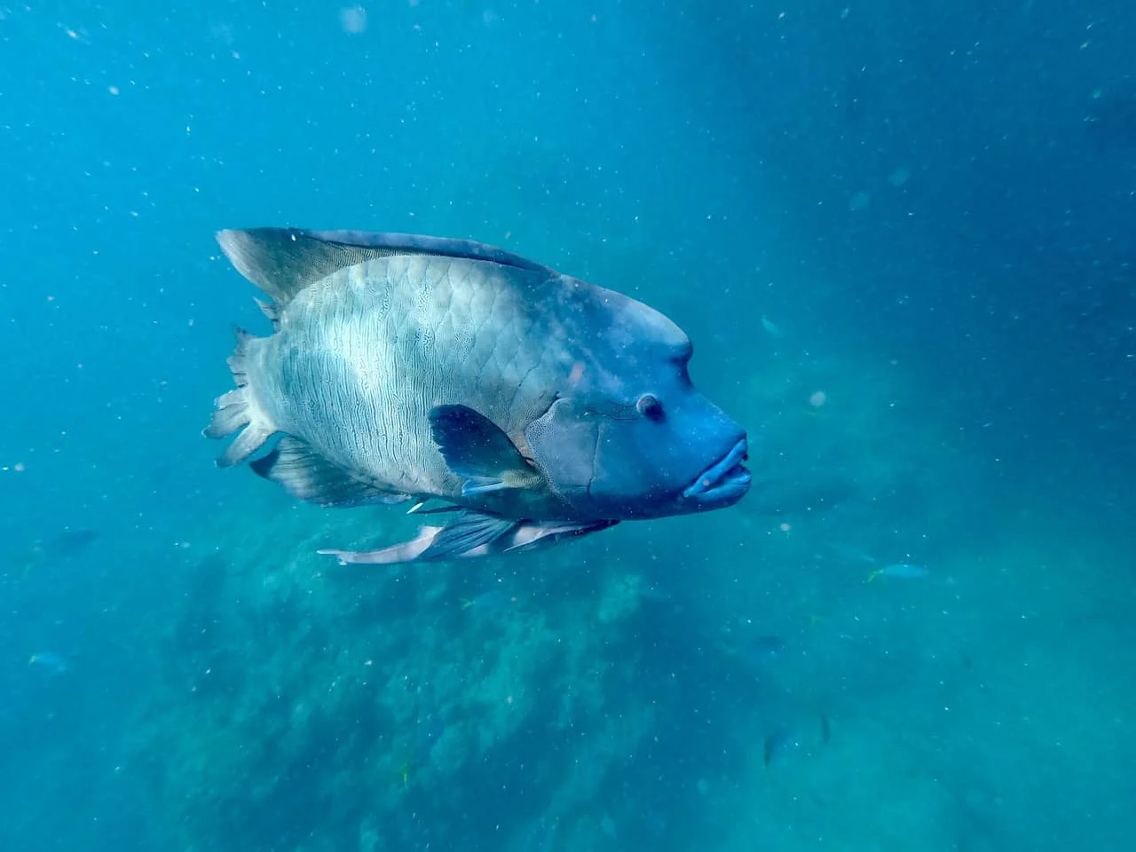 Whitsundays Snorkeling