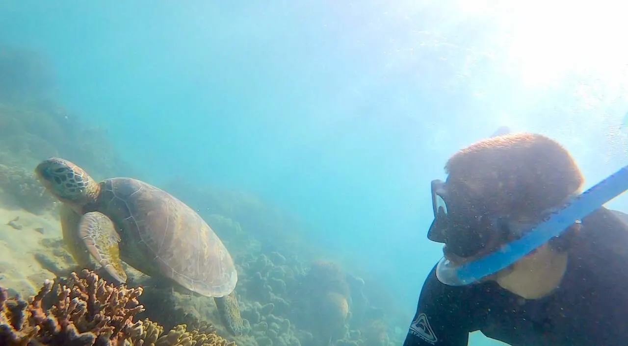 Whitsundays Turtles