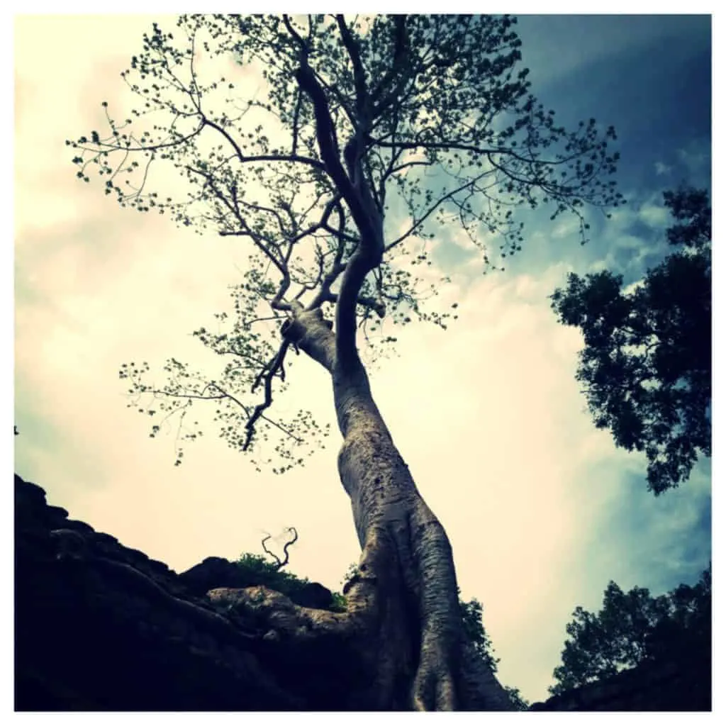 Angkor Wat Ta Prohm