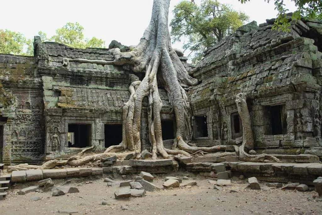 Angkor Wat Ta Prohm Tree