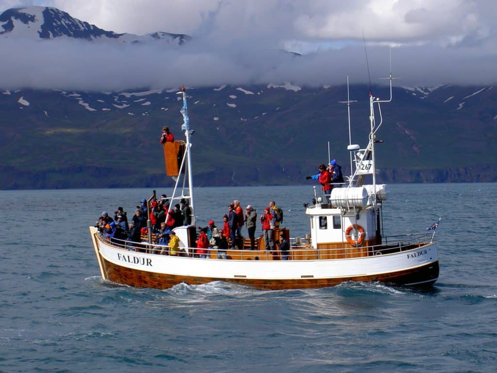 Husavik Whale Watching