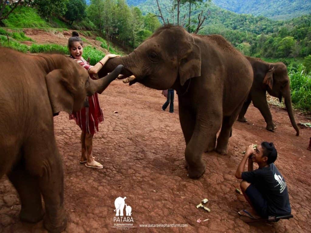 Patara Elephant Farm