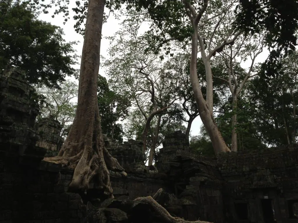 Ta Prohm Angkor Wat