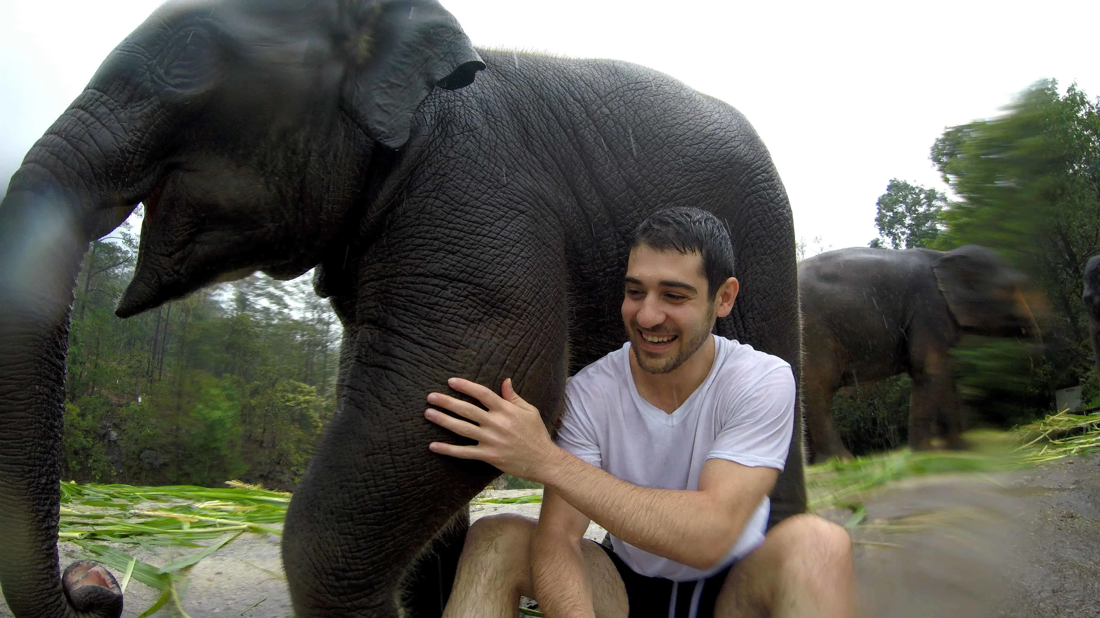 Thailand Elephants