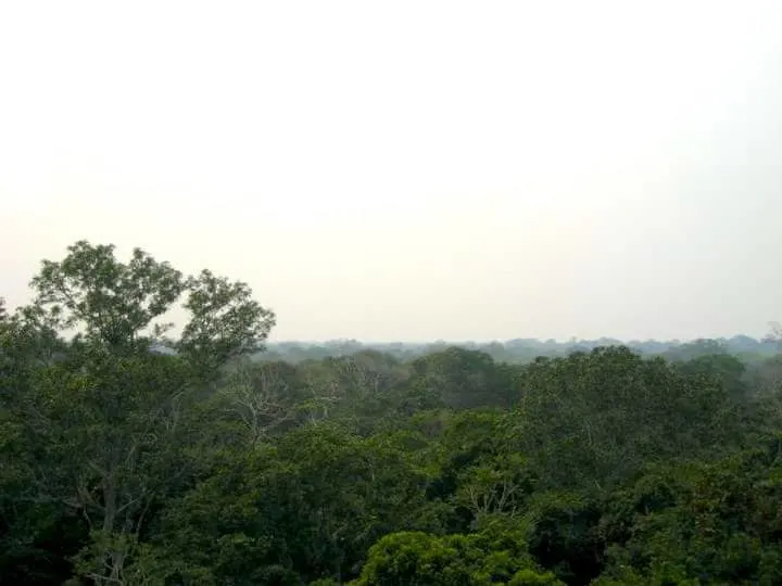 Amazon Canopy View