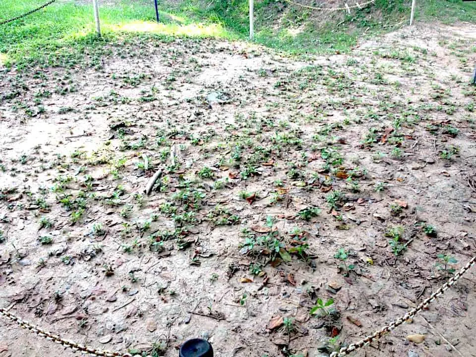 Choeung Ek Killing Fields Graves