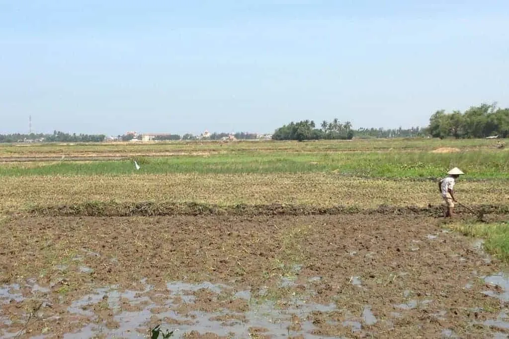 Hoi An Fields