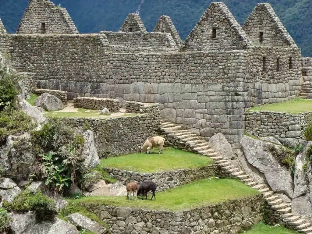 Machu Picchu Animals