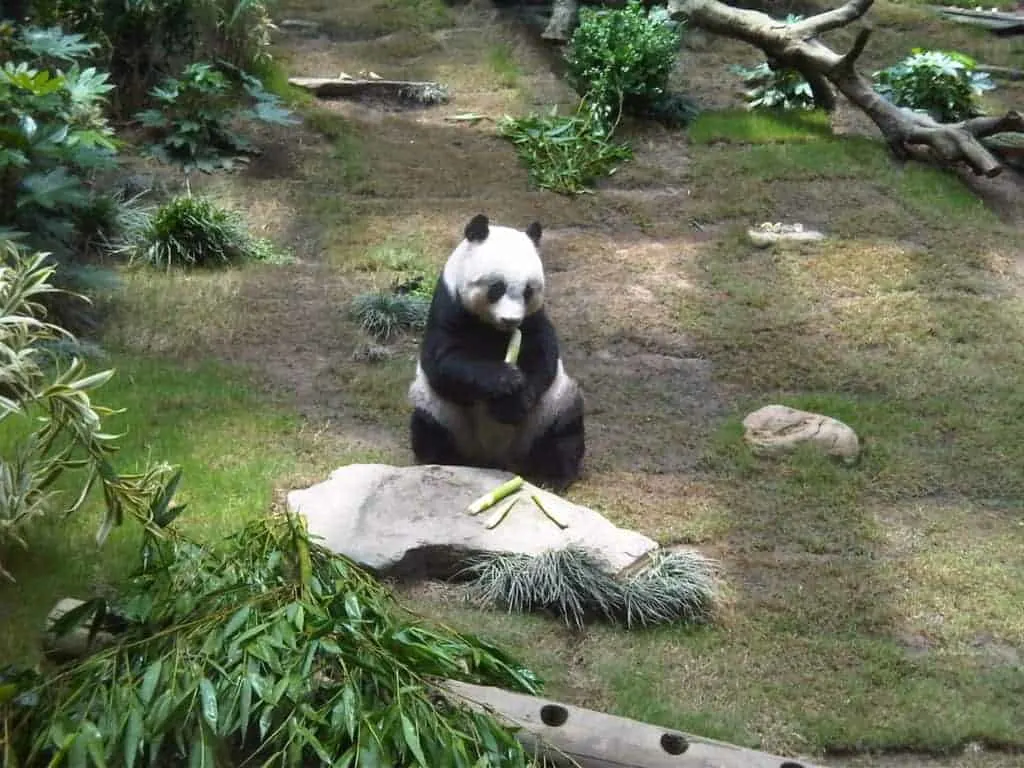 Ocean Park Hong Kong Panda