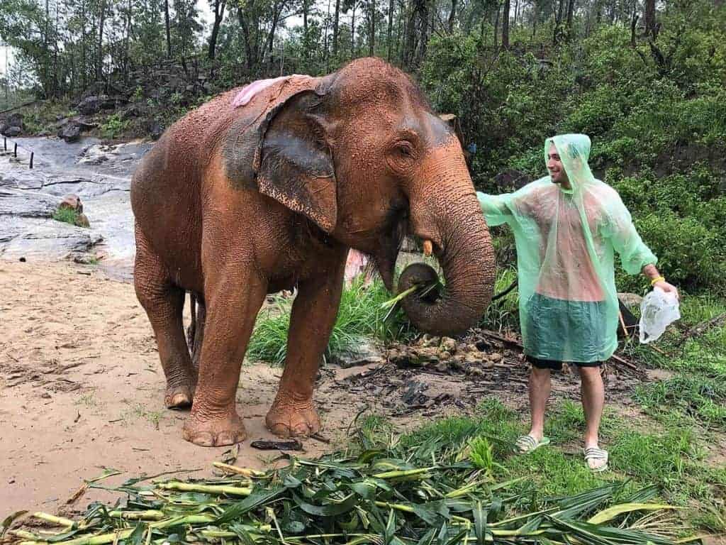 Patara Elephant Farm Feeding