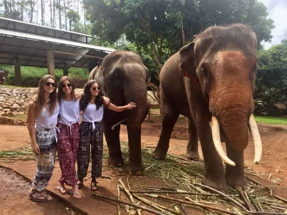 Patara Elephant Farm Tusks