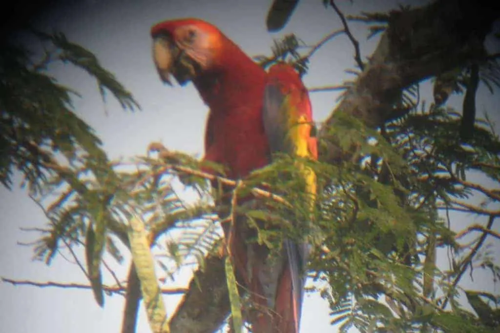 Refugio Amazonas Bird