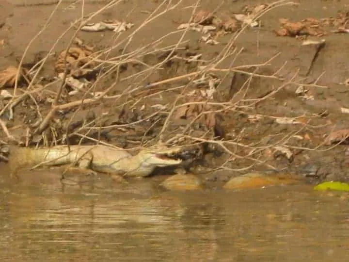 Refugio Amazonas Caiman