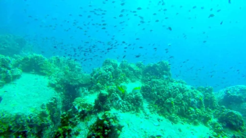 Scuba Diving Koh Tao 8