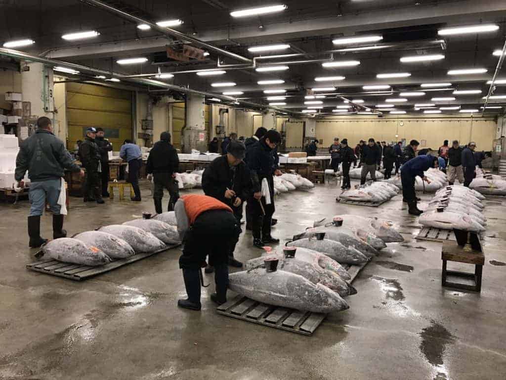 Tsujiki Fish Tuna Auction