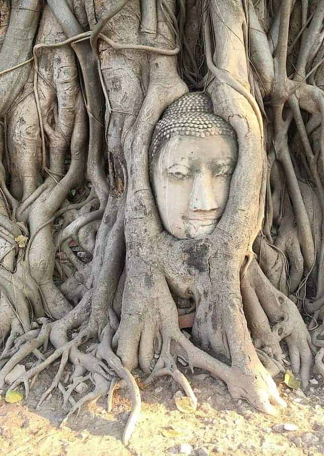 Wat Mahathat Tree