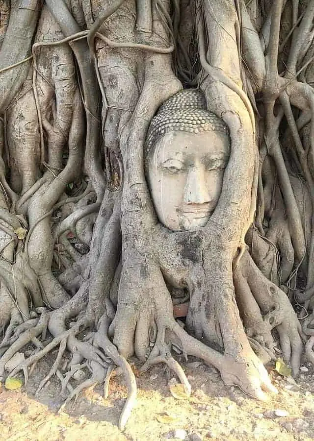 Wat Mahathat Tree