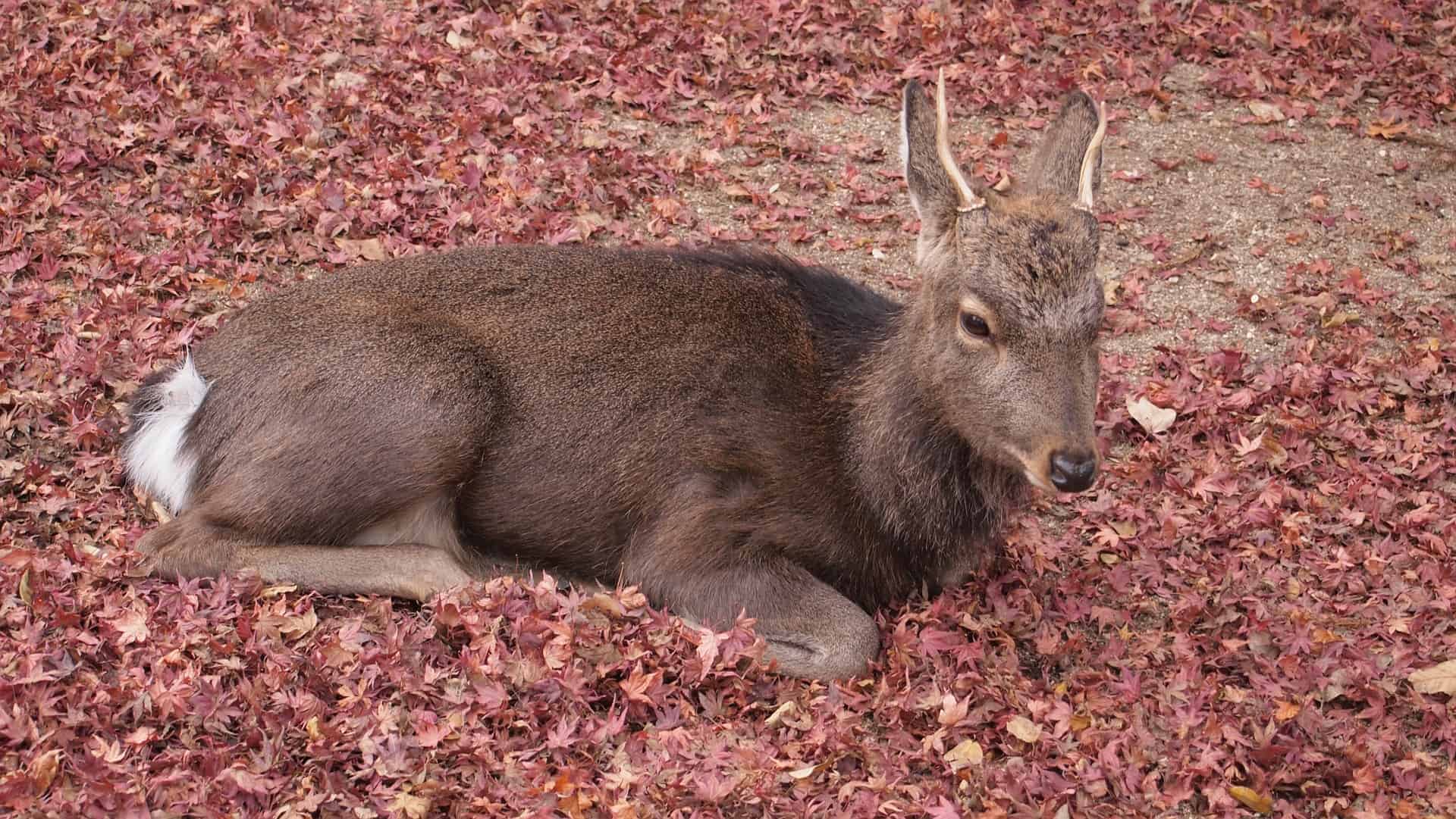 Deer Miyajima
