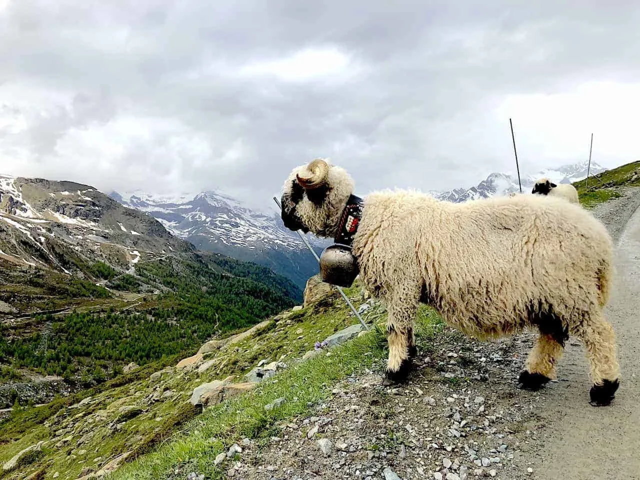 Five Lakes Hike Sheep