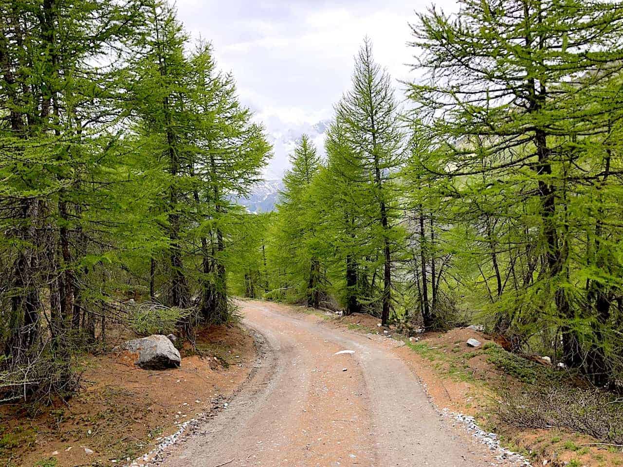 Five Lakes Hike Tree Path