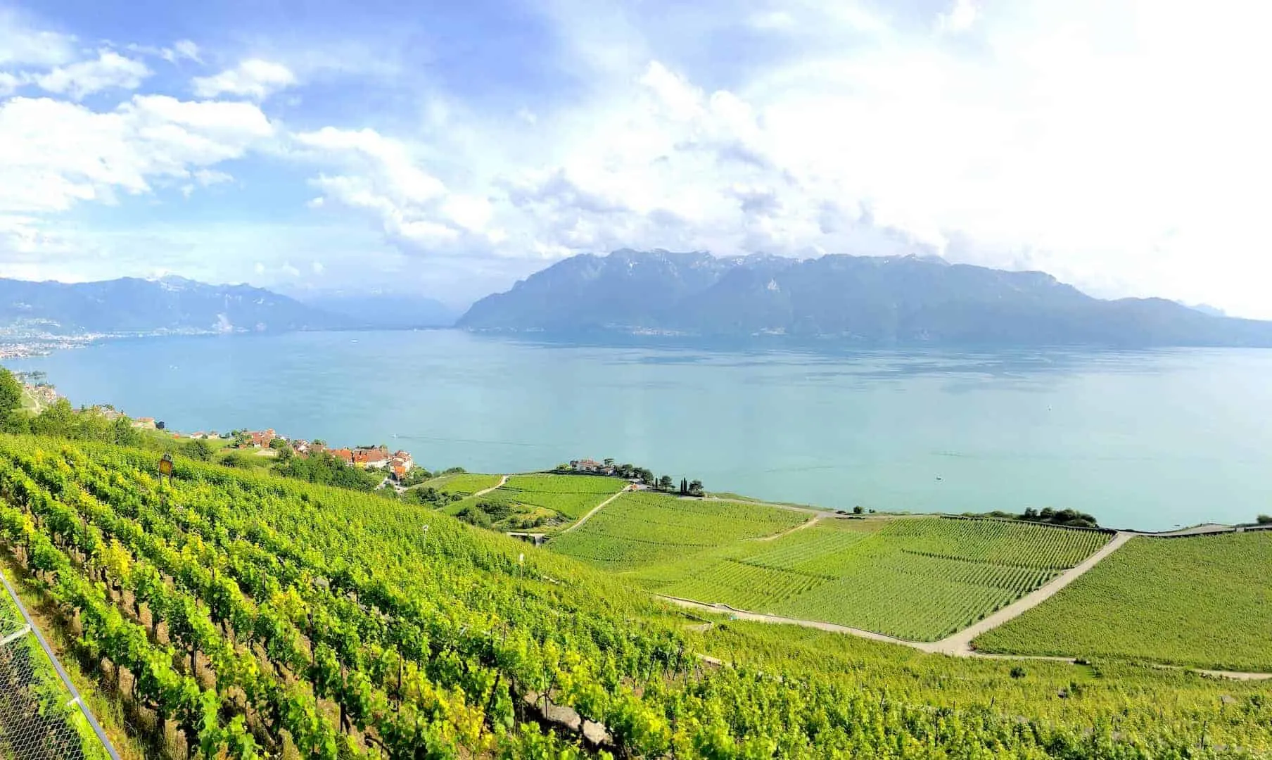 Lavaux Vineyards 3