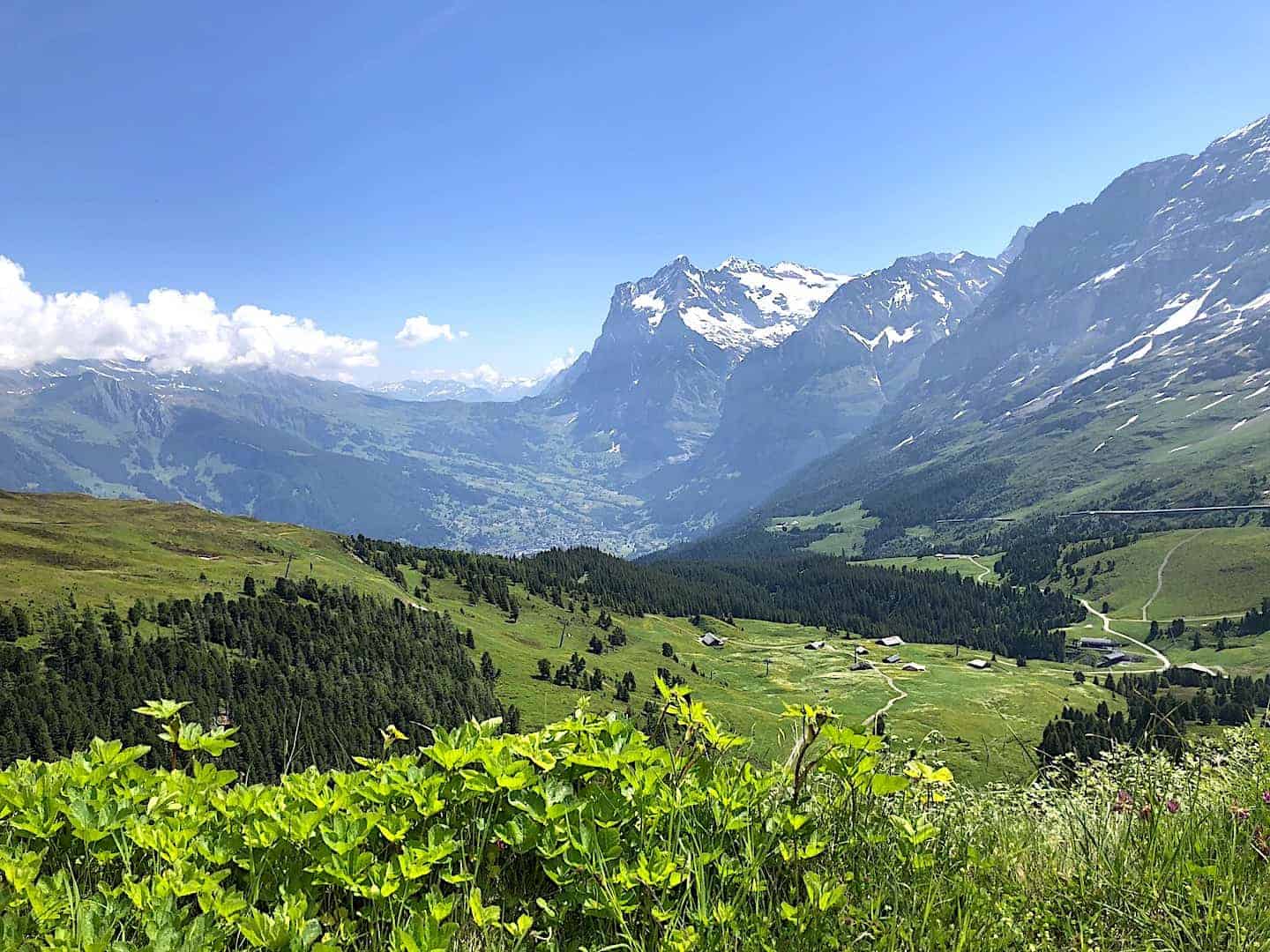 Mannlichen to Kleine Scheidegg Greenery