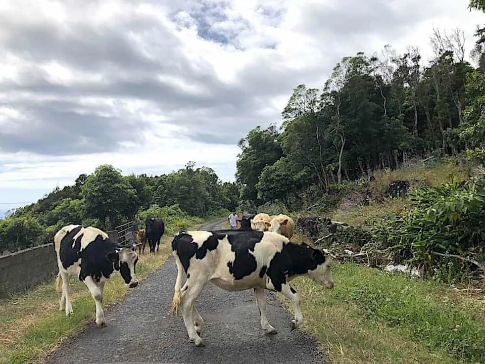 Azores Animals Driving