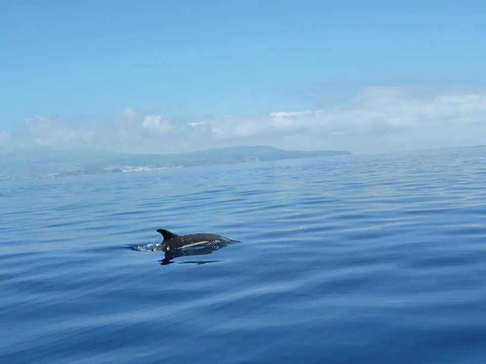 Azores Dolphin