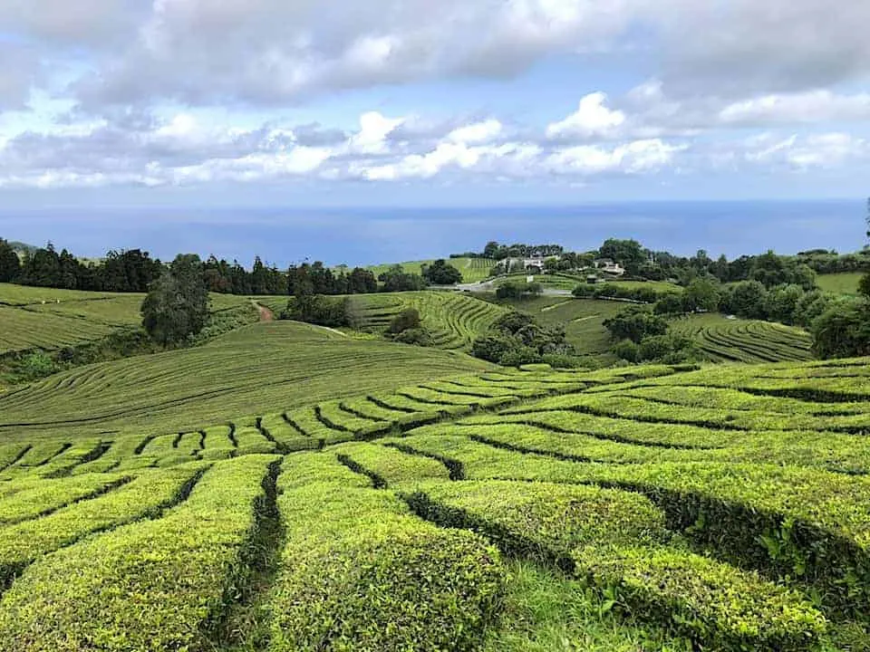 Gorreana Tea Plantation Hike