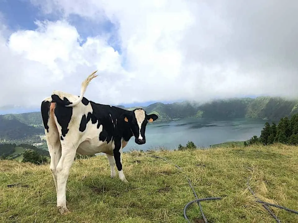 Mata do Canario Sete Cidades Hike Cow
