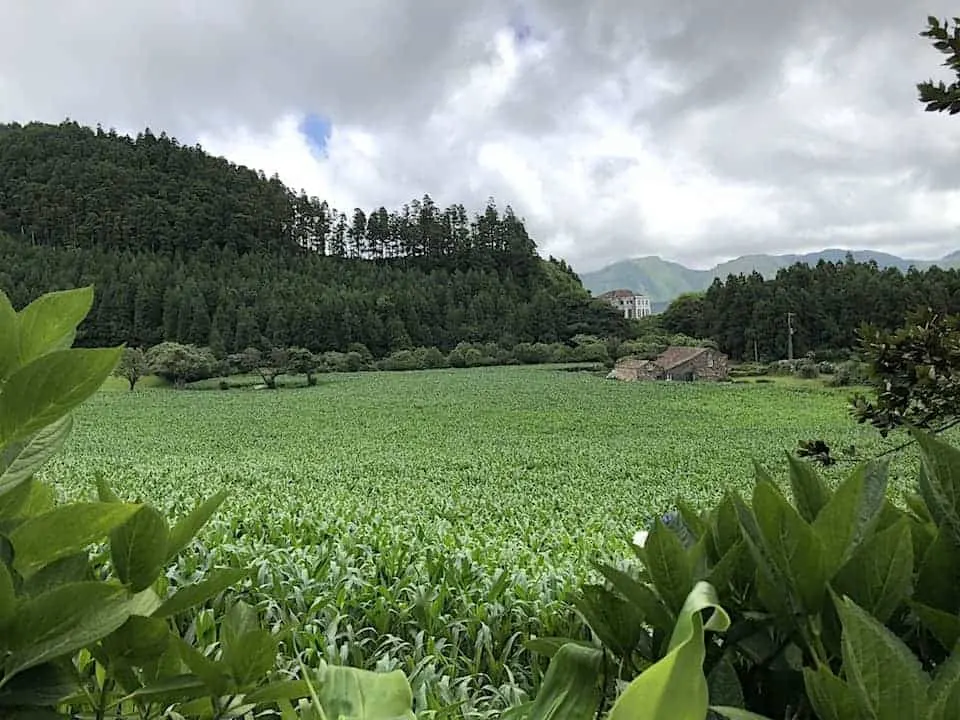 Mata do Canario Sete Cidades Hike Fields