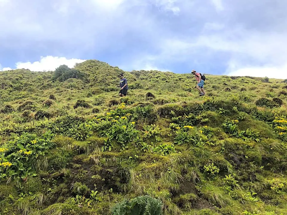 Mata do Canario Sete Cidades Hike Green