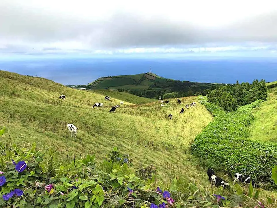 Sete Cidades Cows