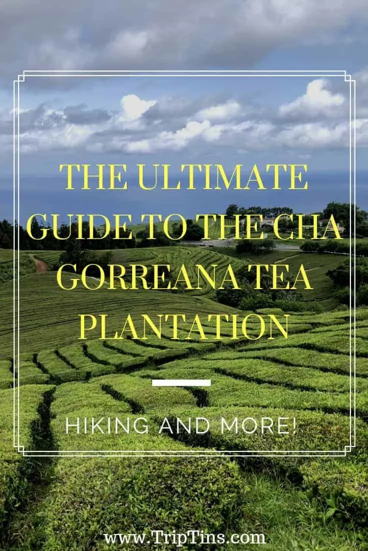 Cha Gorreana Tea Plantation