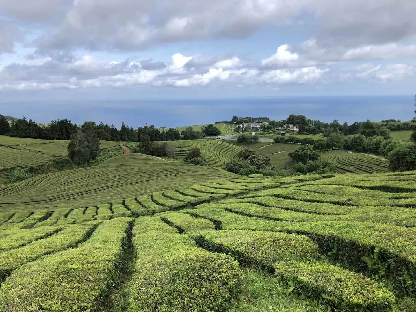 Cha Gorreana Tea Plantation View