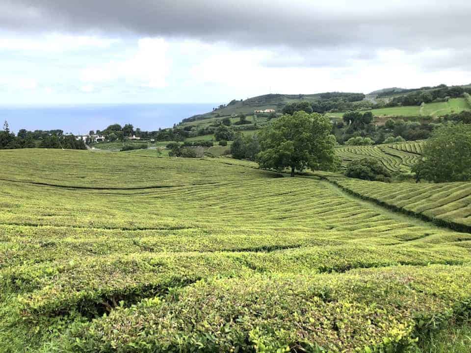 Cha Gorreana Tea Plantation